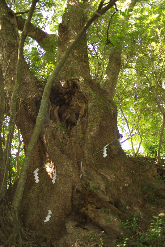 高原熊野神社_f0169051_17152767.jpg