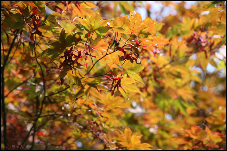 今年は紅葉が早い_f0006253_2355046.jpg