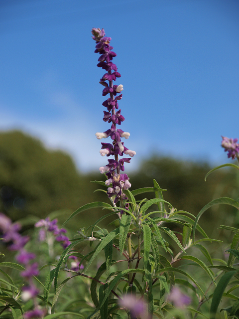 リサイクル公園の秋の花（２）　メキシカンブッシュセージ_f0140054_1953568.jpg