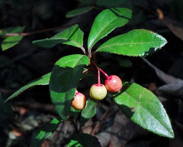 e0035757_1974331.jpg