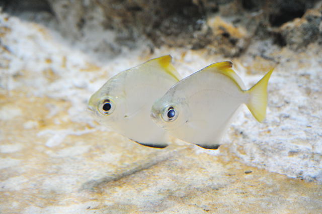 暖かい海の魚たち 蜜蜂的写真日記