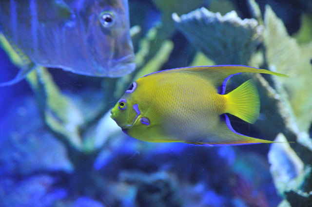 暖かい海の魚たち 蜜蜂的写真日記