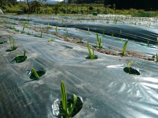 平野部牛のよだれ植え付け完了_f0055264_21334494.jpg