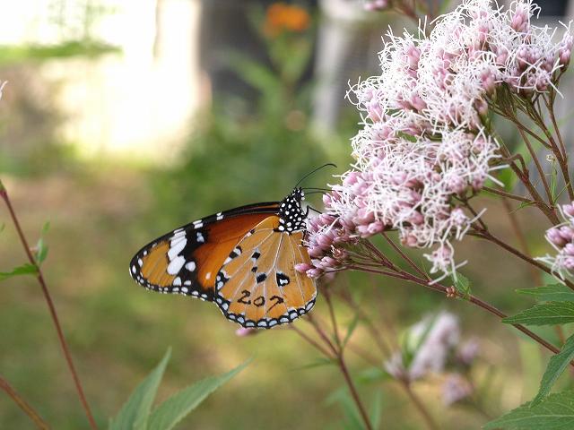 薬草茶（カワラケツメイ）_b0135573_2093712.jpg