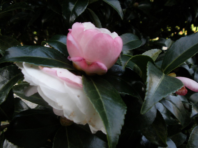 b0157276_10241485.jpg
