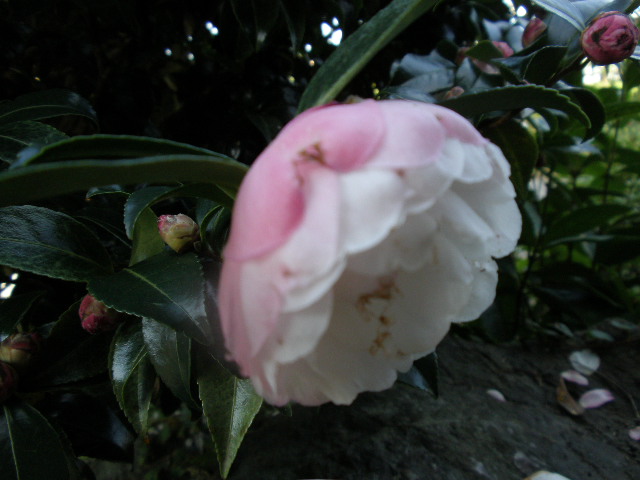 b0157276_10314288.jpg