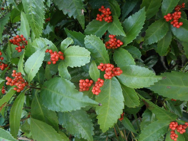 b0157276_12454315.jpg