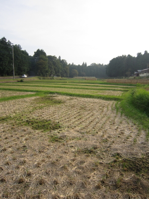 畑の中にひっそり佇む喫茶店_a0026380_1942521.jpg