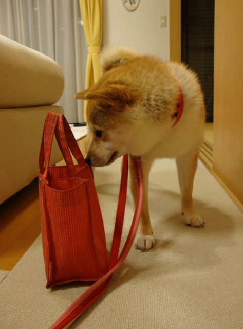 今頃何してるかな?_a0126590_2333668.jpg