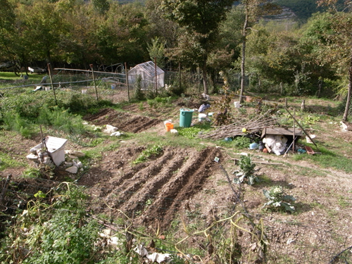 雨の前に豆を蒔きました~10月の畑_f0106597_17271867.jpg