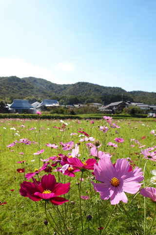 d0090101_19353137.jpg