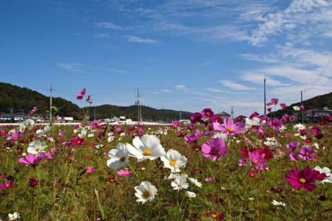 d0090101_1935394.jpg