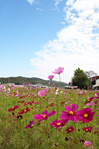 d0090101_19354844.jpg