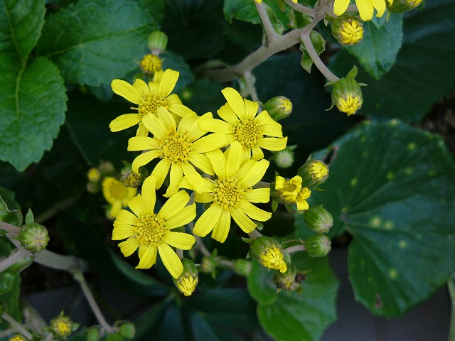 a0123003_11545430.jpg