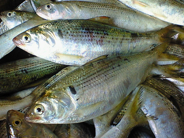 コノシロ 玉島魚市場 お魚情報 コノシロ 玉島魚市場 お魚情報