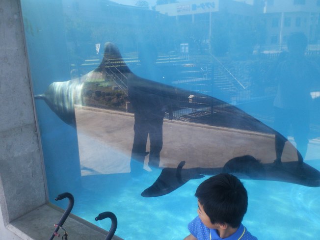 北陸旅行の思い出 越前松島水族館2_d0077106_1237371.jpg