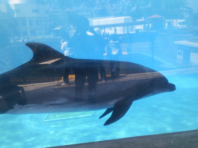 北陸旅行の思い出 越前松島水族館2_d0077106_12403368.jpg