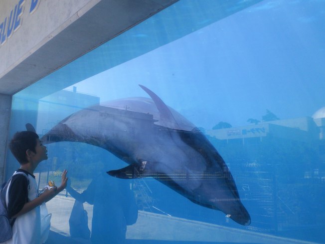 北陸旅行の思い出 越前松島水族館2_d0077106_12441387.jpg
