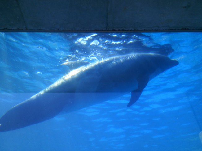 北陸旅行の思い出 越前松島水族館2_d0077106_12452413.jpg