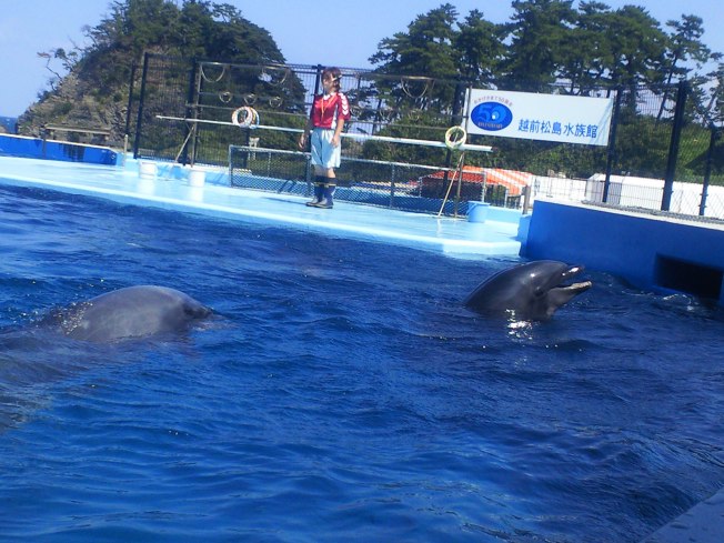 北陸旅行の思い出 越前松島水族館2_d0077106_12513363.jpg