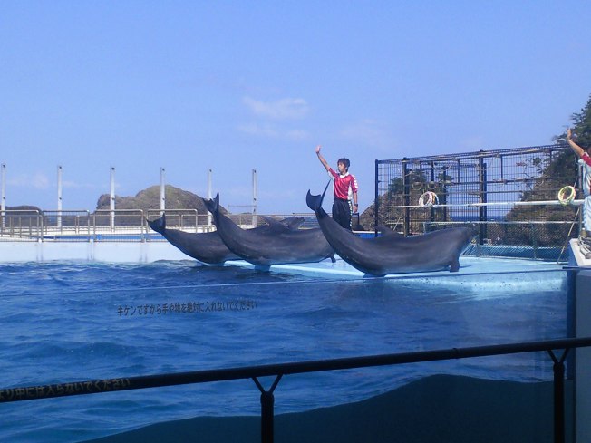 北陸旅行の思い出 越前松島水族館2_d0077106_12515260.jpg