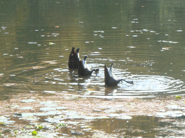 e0147716_7443167.jpg