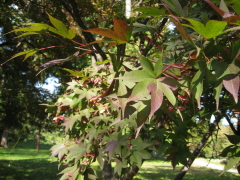 b0147224_1336441.jpg