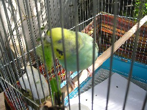 空豆ちゃん~♪_c0102228_20231336.jpg