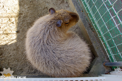 ごろごろカピ子さんを鑑賞する_f0138828_2042794.jpg