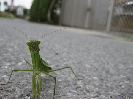 道に・・・（１０月２２日　木曜日）_e0056133_12483114.jpg