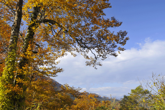 c0093046_6574538.gif