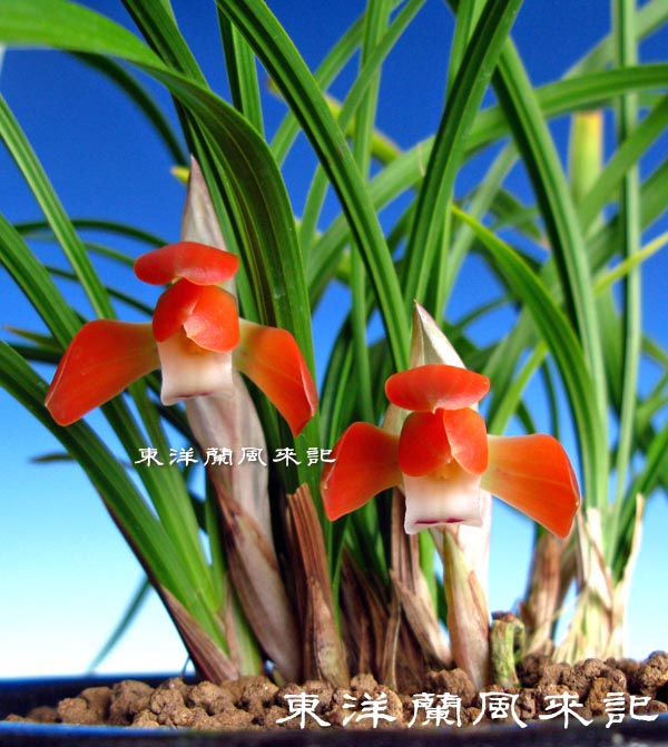 日本春蘭☆紅うさぎ☆赤花☆奇花☆20本☆花芽4つ 日本春蘭☆紅うさぎ