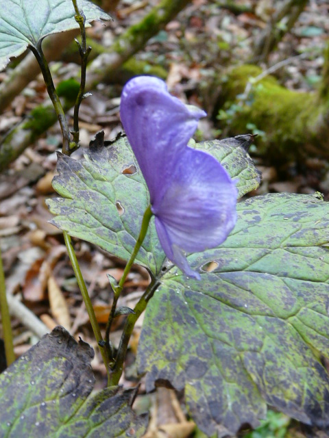 芦生で見られた木と草_e0145782_2113527.jpg