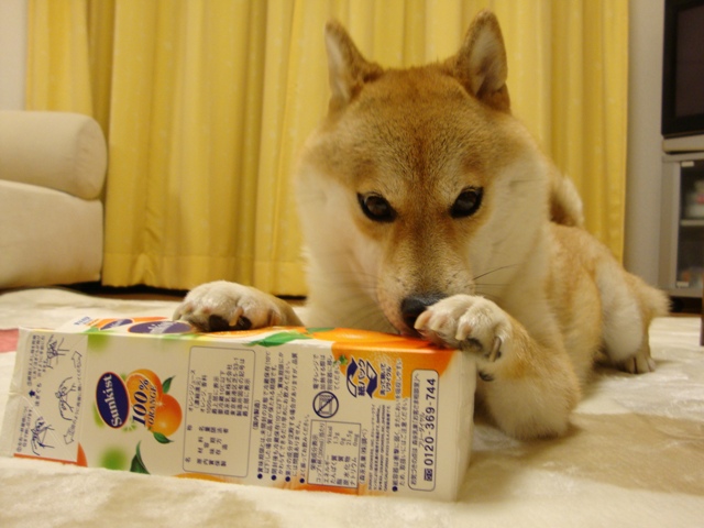 たっぷり眠りたい_a0126590_22455967.jpg