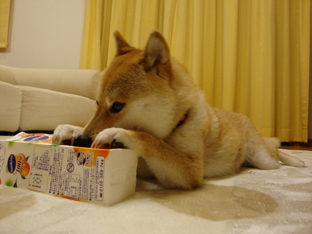 たっぷり眠りたい_a0126590_22461269.jpg