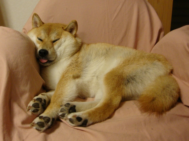 たっぷり眠りたい_a0126590_2321261.jpg