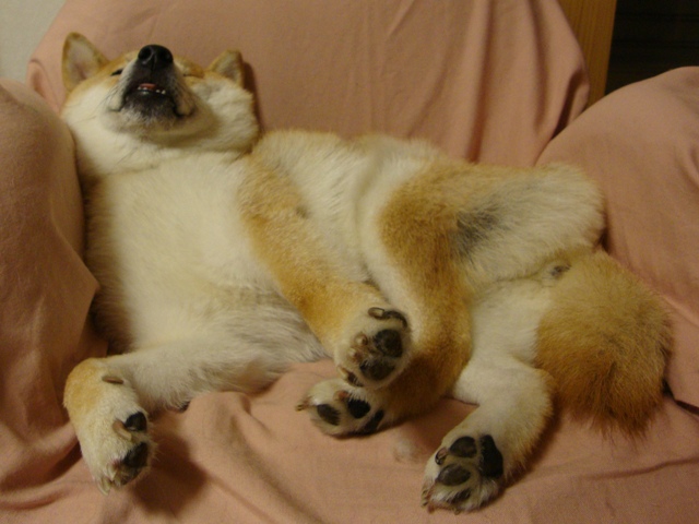 たっぷり眠りたい_a0126590_23213921.jpg