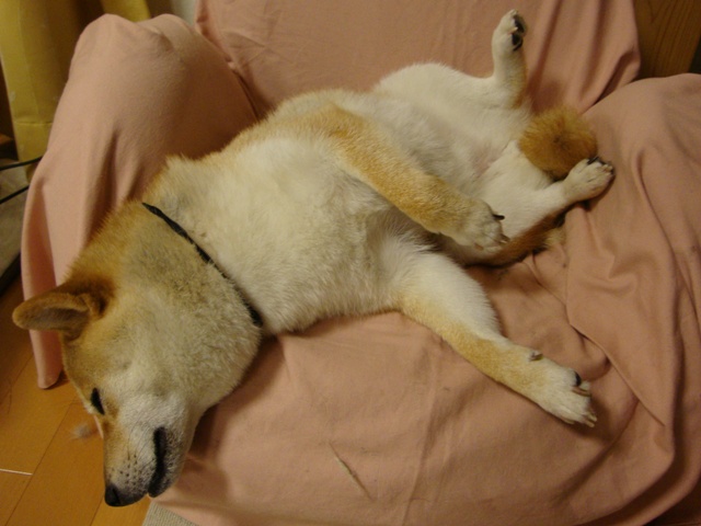 たっぷり眠りたい_a0126590_23215364.jpg