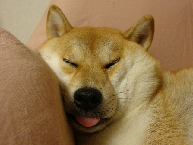 たっぷり眠りたい_a0126590_2342326.jpg