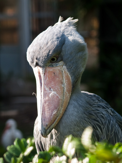 上野動物園　ハシビロコウ_d0146592_2043110.jpg