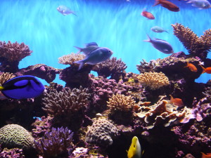 水族館と海岸　–Del Mar & La Jolla-            　　　10・21・2009_a0127398_2131191.jpg