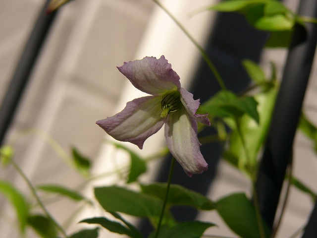a0123003_1054258.jpg