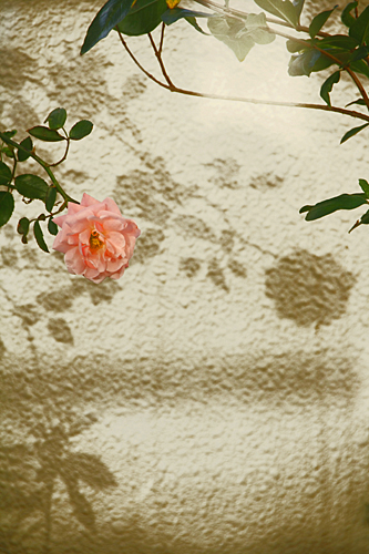 c0061503_19164967.jpg