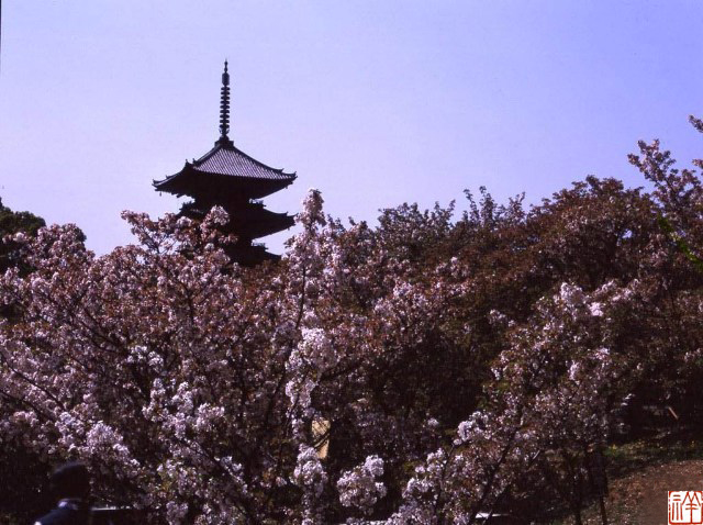 仁和寺桜_e0180612_1193274.jpg