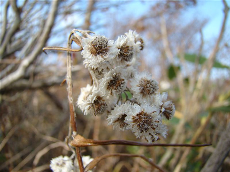 晩秋…泉ヶ岳で紅葉満喫(^.^)_a0127015_21251213.jpg