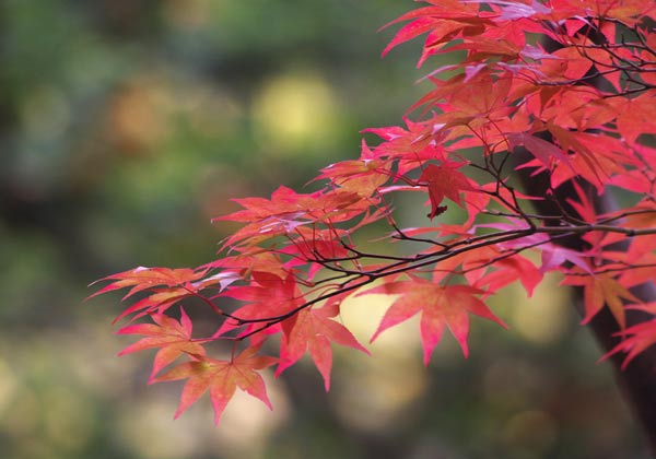 中野植物園撮影会 _e0001123_22433593.jpg