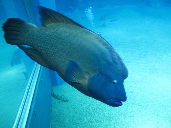 Ｇ10　水族館モード_a0022024_17461510.jpg