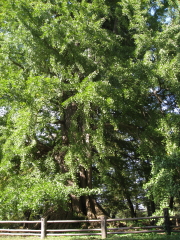 b0147224_20195590.jpg
