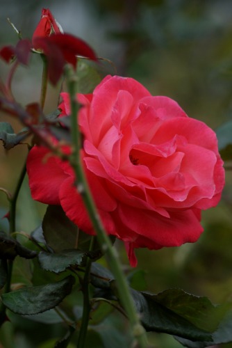 f0170524_13433719.jpg