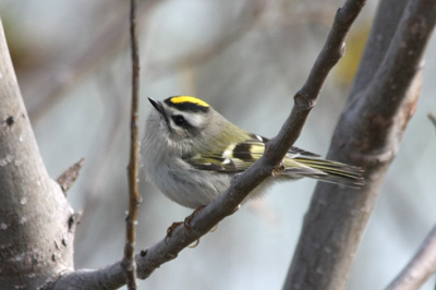 013 Tommy Thompson Park ~ついに潜入!~_c0211532_1448534.jpg